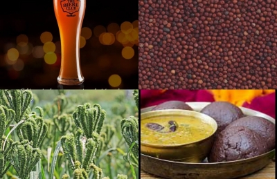 From home platter to pubs, journey of Finger Millet continues in Bengaluru | From home platter to pubs, journey of Finger Millet continues in Bengaluru