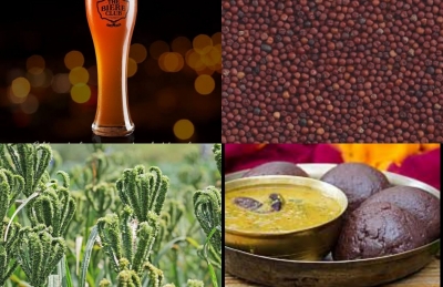 From home platter to pubs, journey of Finger Millet continues in Bengaluru | From home platter to pubs, journey of Finger Millet continues in Bengaluru From home platter to pubs, journey of Finger Millet continues in Bengaluru | From home platter to pubs, journey of Finger Millet continues in Bengaluru