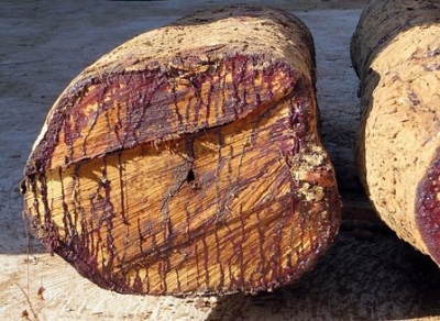West Africa's environmental integrity threatened by Chinese projects: Report | West Africa's environmental integrity threatened by Chinese projects: Report West Africa's environmental integrity threatened by Chinese projects: Report | West Africa's environmental integrity threatened by Chinese projects: Report