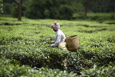 Gauhati HC stays wage hike for Assam tea garden workers | Gauhati HC stays wage hike for Assam tea garden workers