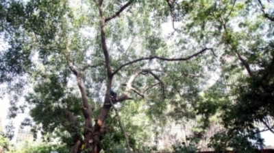 NGT: Identify violators for felling trees at Corbett Tiger Reserve | NGT: Identify violators for felling trees at Corbett Tiger Reserve NGT: Identify violators for felling trees at Corbett Tiger Reserve | NGT: Identify violators for felling trees at Corbett Tiger Reserve