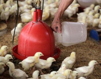 Poultry business in Bihar reels under coronavirus rumours | Poultry business in Bihar reels under coronavirus rumours