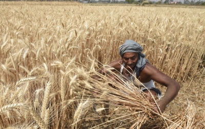 263 lakh ton of subsidised fertilisers provided to Punjab farmers in last 6 years: Govt data | 263 lakh ton of subsidised fertilisers provided to Punjab farmers in last 6 years: Govt data 263 lakh ton of subsidised fertilisers provided to Punjab farmers in last 6 years: Govt data | 263 lakh ton of subsidised fertilisers provided to Punjab farmers in last 6 years: Govt data