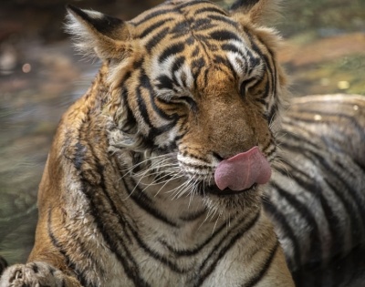 Royal Bengal Tiger roars to glory (International Tiger Day) | Royal Bengal Tiger roars to glory (International Tiger Day)