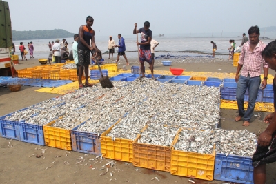 Fearing a 'fish famine', Goa takes steps to increase production | Fearing a 'fish famine', Goa takes steps to increase production