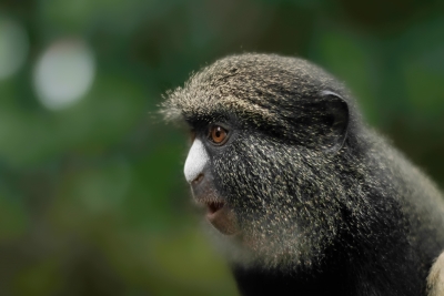 Monkeys, humans produce same brain responses to speech sounds | Monkeys, humans produce same brain responses to speech sounds Monkeys, humans produce same brain responses to speech sounds | Monkeys, humans produce same brain responses to speech sounds