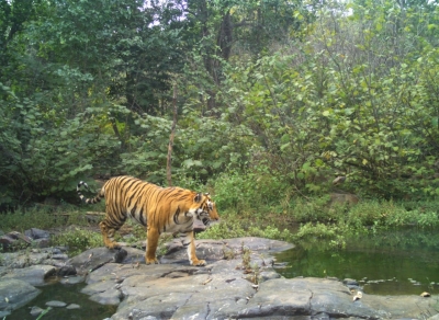 Tiger Census begins in Bandipur National Park in K'taka | Tiger Census begins in Bandipur National Park in K'taka