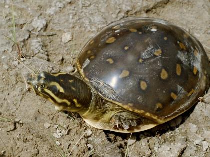 Endangered turtles rescued in Assam, two Mizoram residents arrested | Endangered turtles rescued in Assam, two Mizoram residents arrested Endangered turtles rescued in Assam, two Mizoram residents arrested | Endangered turtles rescued in Assam, two Mizoram residents arrested