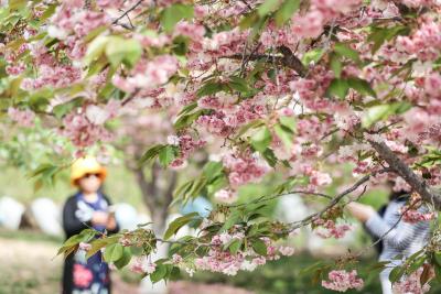 Cherry blossoms fest begins in Meghalaya | Cherry blossoms fest begins in Meghalaya