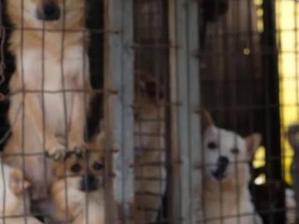 Court quashes Nagaland govt's order banning dog meat sale | Court quashes Nagaland govt's order banning dog meat sale