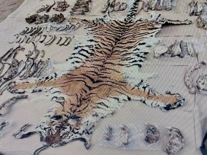 Gang of tiger poachers from Haryana nabbed in Maharashtra | Gang of tiger poachers from Haryana nabbed in Maharashtra Gang of tiger poachers from Haryana nabbed in Maharashtra | Gang of tiger poachers from Haryana nabbed in Maharashtra