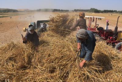 Iran accuses Afghanistan of trafficking wheat | Iran accuses Afghanistan of trafficking wheat