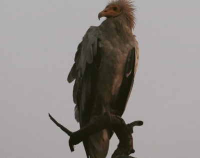 Vulture population increases in Amangarh reserve | Vulture population increases in Amangarh reserve