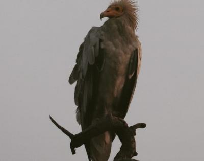 Bengal Forest Department's unique initiative to increase vulture population | Bengal Forest Department's unique initiative to increase vulture population