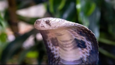 Indian, US researchers develop universal anti-venom for lethal snake toxins | Indian, US researchers develop universal anti-venom for lethal snake toxins