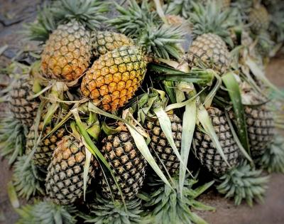 First cargo of India’s premium quality pineapples exported by sea to UAE | First cargo of India’s premium quality pineapples exported by sea to UAE First cargo of India’s premium quality pineapples exported by sea to UAE | First cargo of India’s premium quality pineapples exported by sea to UAE