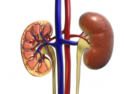 First-degree relative with kidney disease increases risk by three-fold | First-degree relative with kidney disease increases risk by three-fold