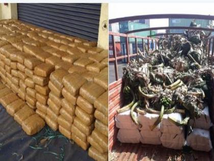 4 held with cannabis worth Rs 2.45 cr in Andhra's Visakhapatnam | 4 held with cannabis worth Rs 2.45 cr in Andhra's Visakhapatnam 4 held with cannabis worth Rs 2.45 cr in Andhra's Visakhapatnam | 4 held with cannabis worth Rs 2.45 cr in Andhra's Visakhapatnam