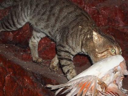 Australian government declares war on feral cats | Australian government declares war on feral cats Australian government declares war on feral cats | Australian government declares war on feral cats