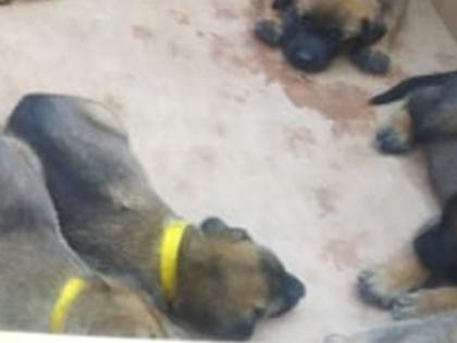 Chennai: Carcasses of 30 dogs found in garbage dump | Chennai: Carcasses of 30 dogs found in garbage dump Chennai: Carcasses of 30 dogs found in garbage dump | Chennai: Carcasses of 30 dogs found in garbage dump