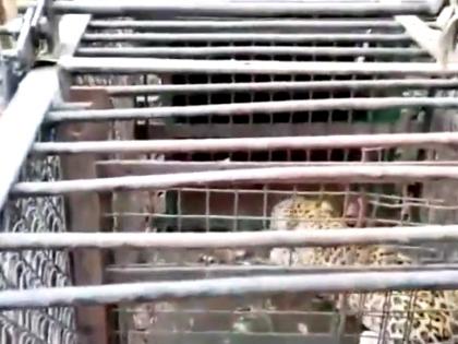 Fifth leopard captured on Tirumala temple walkway | Fifth leopard captured on Tirumala temple walkway Fifth leopard captured on Tirumala temple walkway | Fifth leopard captured on Tirumala temple walkway