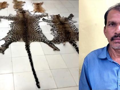 Odisha police seizes leopard, deer skins | Odisha police seizes leopard, deer skins Odisha police seizes leopard, deer skins | Odisha police seizes leopard, deer skins