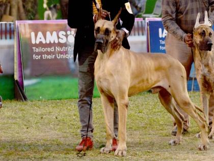Lucknow to get two new crematoriums for stray and pet dogs | Lucknow to get two new crematoriums for stray and pet dogs Lucknow to get two new crematoriums for stray and pet dogs | Lucknow to get two new crematoriums for stray and pet dogs