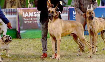 Goa contemplating to identify ferocious breeds of dog, says Minister in Assembly | Goa contemplating to identify ferocious breeds of dog, says Minister in Assembly