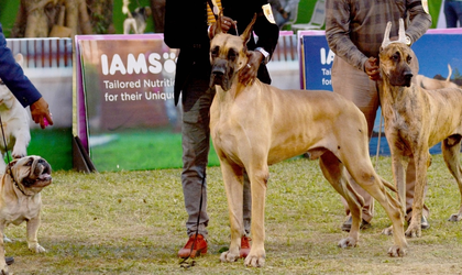 GCC mandates microchip implants for pet dogs, penalty for non-compliance | GCC mandates microchip implants for pet dogs, penalty for non-compliance GCC mandates microchip implants for pet dogs, penalty for non-compliance | GCC mandates microchip implants for pet dogs, penalty for non-compliance
