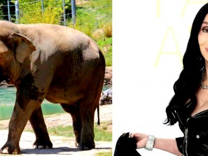 Cher is keenly focusing on saving animals, one elephant at a time | Cher is keenly focusing on saving animals, one elephant at a time Cher is keenly focusing on saving animals, one elephant at a time | Cher is keenly focusing on saving animals, one elephant at a time