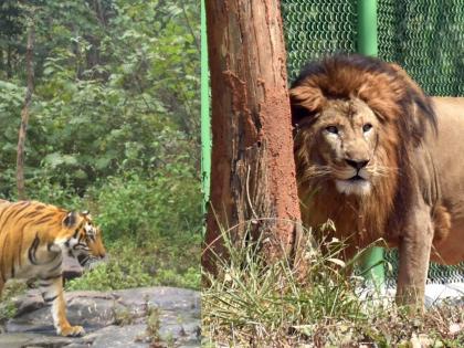 Sasan Gir Safari in Gujarat set to open from Oct 16 with upgraded vehicles | Sasan Gir Safari in Gujarat set to open from Oct 16 with upgraded vehicles Sasan Gir Safari in Gujarat set to open from Oct 16 with upgraded vehicles | Sasan Gir Safari in Gujarat set to open from Oct 16 with upgraded vehicles