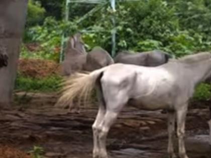 Horse impaled on fence in Kolkata Maidan, PETA India lodges FIR | Horse impaled on fence in Kolkata Maidan, PETA India lodges FIR Horse impaled on fence in Kolkata Maidan, PETA India lodges FIR | Horse impaled on fence in Kolkata Maidan, PETA India lodges FIR