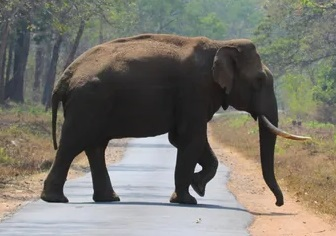 'Arikomban' healthy: TN Forest Dept refutes reports about wild tusker's death | 'Arikomban' healthy: TN Forest Dept refutes reports about wild tusker's death 'Arikomban' healthy: TN Forest Dept refutes reports about wild tusker's death | 'Arikomban' healthy: TN Forest Dept refutes reports about wild tusker's death
