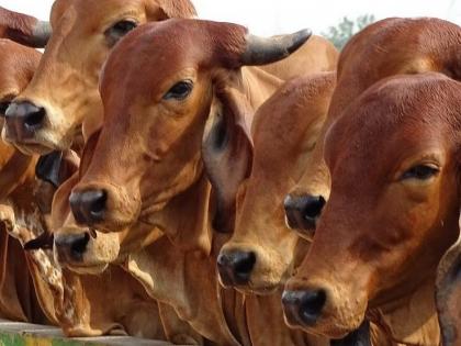 Nuh's cow vigilantes drive cattle traders to forsake age-old profession | Nuh's cow vigilantes drive cattle traders to forsake age-old profession