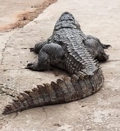 14-ft alligator caught with human body in Florida | 14-ft alligator caught with human body in Florida 14-ft alligator caught with human body in Florida | 14-ft alligator caught with human body in Florida