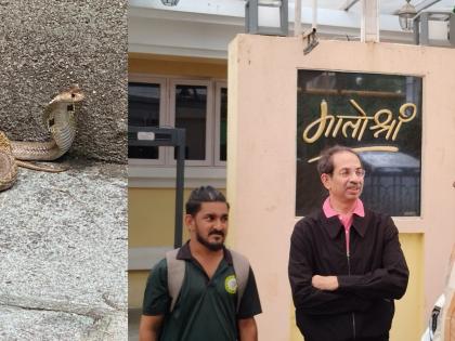“Snake in the tiger’s shadow”: Deadly cobra rescued from Thackeray home | “Snake in the tiger’s shadow”: Deadly cobra rescued from Thackeray home “Snake in the tiger’s shadow”: Deadly cobra rescued from Thackeray home | “Snake in the tiger’s shadow”: Deadly cobra rescued from Thackeray home