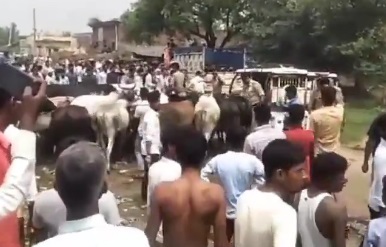 UP minister faces protest by and against stray cattle | UP minister faces protest by and against stray cattle UP minister faces protest by and against stray cattle | UP minister faces protest by and against stray cattle