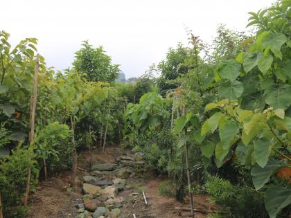 NBRI coming up with third Miyawaki forest in Lucknow | NBRI coming up with third Miyawaki forest in Lucknow NBRI coming up with third Miyawaki forest in Lucknow | NBRI coming up with third Miyawaki forest in Lucknow