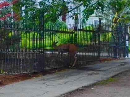 Deer gets impaled at the fence of ‘The Shining’ author Stephen King’s gothic house | Deer gets impaled at the fence of ‘The Shining’ author Stephen King’s gothic house Deer gets impaled at the fence of ‘The Shining’ author Stephen King’s gothic house | Deer gets impaled at the fence of ‘The Shining’ author Stephen King’s gothic house