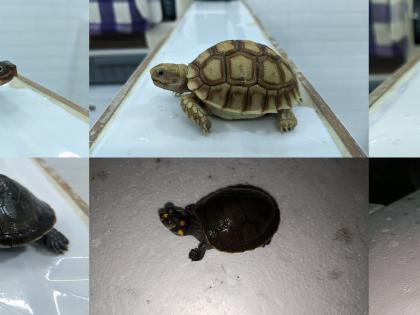 306 live exotic sea animals seized at air cargo Mumbai | 306 live exotic sea animals seized at air cargo Mumbai 306 live exotic sea animals seized at air cargo Mumbai | 306 live exotic sea animals seized at air cargo Mumbai