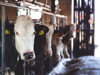 Study reveals why some animals are prone to COVID-19, but not others | Study reveals why some animals are prone to COVID-19, but not others Study reveals why some animals are prone to COVID-19, but not others | Study reveals why some animals are prone to COVID-19, but not others