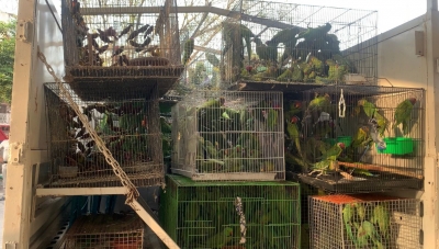 Thousands of birds rescued from illegal traders near Jama Masjid | Thousands of birds rescued from illegal traders near Jama Masjid Thousands of birds rescued from illegal traders near Jama Masjid | Thousands of birds rescued from illegal traders near Jama Masjid