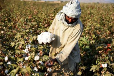 RSS wing writes to Minister on BT cotton | RSS wing writes to Minister on BT cotton RSS wing writes to Minister on BT cotton | RSS wing writes to Minister on BT cotton