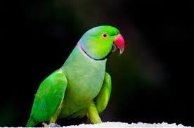 Owners fined for abusive behaviour towards parakeet | Owners fined for abusive behaviour towards parakeet Owners fined for abusive behaviour towards parakeet | Owners fined for abusive behaviour towards parakeet