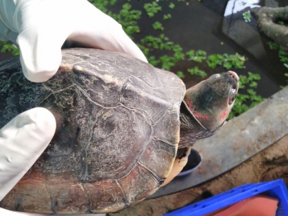 3 arrested in UP, 13 turtles recovered | 3 arrested in UP, 13 turtles recovered