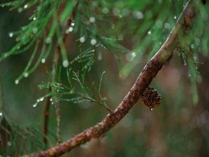 Himachal women use pine needles to make environment-friendly Rakhis | Himachal women use pine needles to make environment-friendly Rakhis