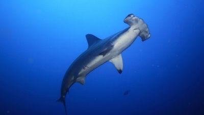 Aus conservationists call for greater protection of endangered sharks | Aus conservationists call for greater protection of endangered sharks