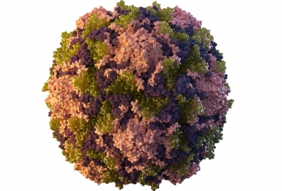 Wild poliovirus detected from parts of Pakistan: Health Ministry | Wild poliovirus detected from parts of Pakistan: Health Ministry Wild poliovirus detected from parts of Pakistan: Health Ministry | Wild poliovirus detected from parts of Pakistan: Health Ministry