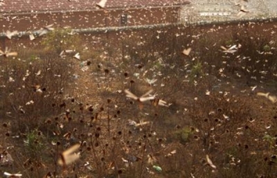 Over 51,000 hectares of land in Ethiopia pest-infested | Over 51,000 hectares of land in Ethiopia pest-infested Over 51,000 hectares of land in Ethiopia pest-infested | Over 51,000 hectares of land in Ethiopia pest-infested
