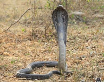 Black cobra rescued from park in Gugrugram society | Black cobra rescued from park in Gugrugram society Black cobra rescued from park in Gugrugram society | Black cobra rescued from park in Gugrugram society